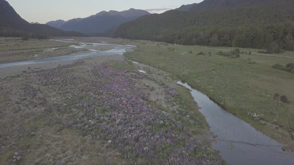 Lupins in New Zealand aerial