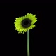 Time-lapse of growing and opening yellow gerbera flower - VideoHive Item for Sale