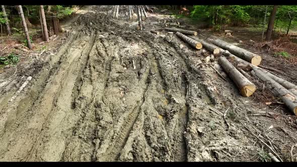 Coniferous tree logs lie on a dirt road among green trees in the forest. Logging. alt