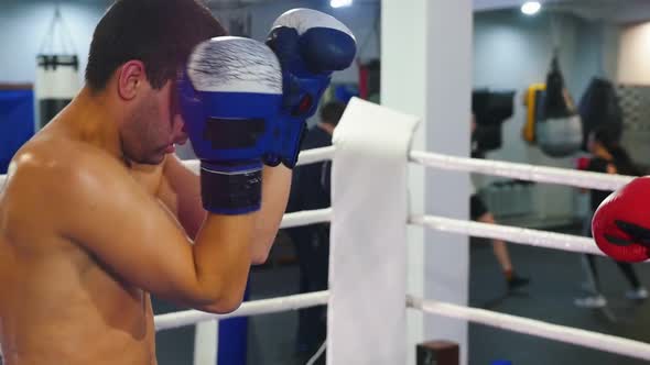 Boxing in the Gym - Two Men in Red and Blue Gloves Having a Training Fight on the Ring alt