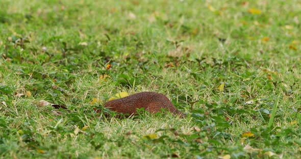 Unstriped Ground Squirrel, xerus rutilus, Adult Eating, Tsavo Parc in Kenya, Real Time 4K alt