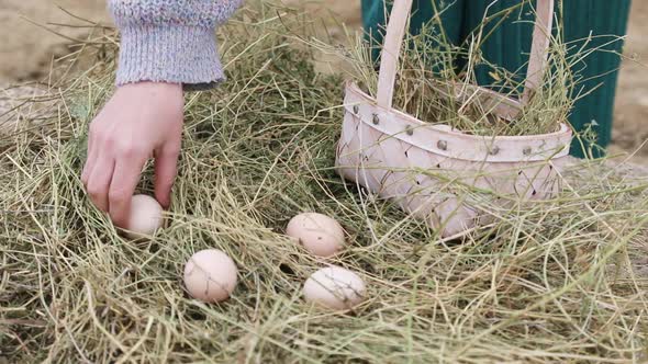 Female Farmer Harvests Fresh Chicken Eggs