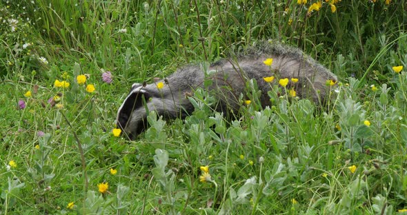 European Badger, meles meles, Adult walking on Grass, Normandy in France, Slow motion 4K alt