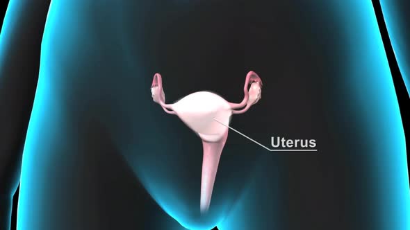 Uterus, womb, ovaries, female x-ray style, internal organs alt