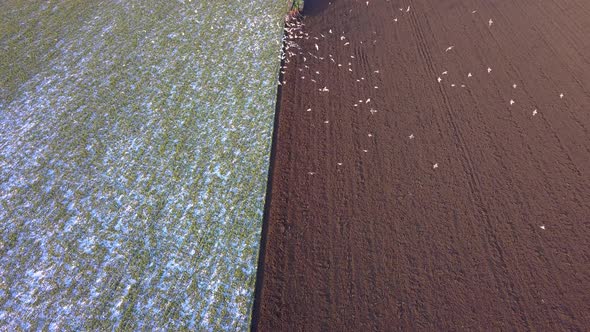 tractor is plowing a field with frost. Areal shot from a drone above alt