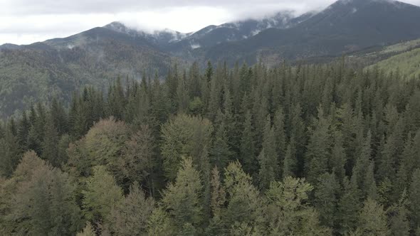 Landscape of the Carpathian Mountains. Slow Motion. Ukraine. Aerial. Gray, Flat alt