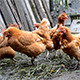 Chickens - VideoHive Item for Sale