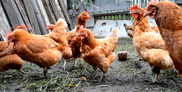 Chickens