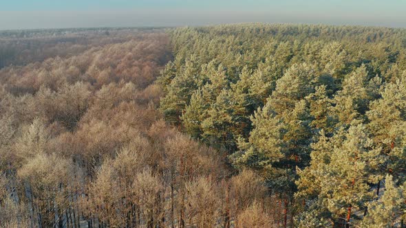 Aerial View Of Deciduous Trees Without Foliage Leaves And Pines Forest In Landscape alt