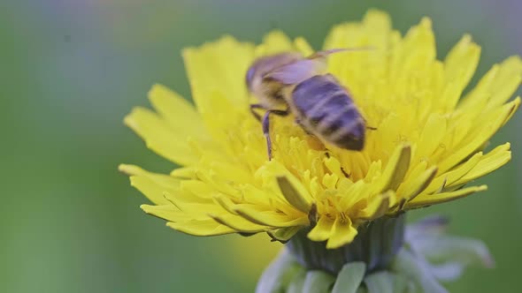 Macro Footage of a Bee on a Beautiful Yellow Dandelions