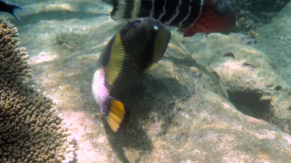 Underwater Video of Titan Triggerfish or Balistoides Viridescens in Gulf of Thailand alt