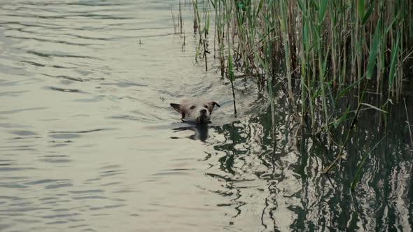 Lighthaired Domestic Dog Swims in River Past High Reeds