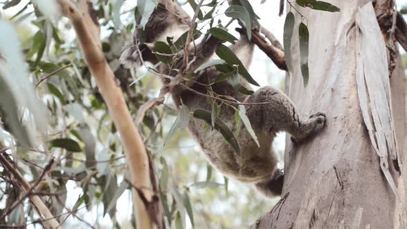 Cute Koala Bear in Queensland Australia Sitting in Eucalyptus Tree alt