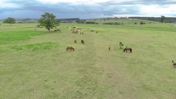 Horse herd on the pasture alt