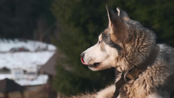 Close up beautiful Wolf dog yawns while sitting near conifers forest during winter time alt