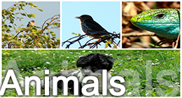 Animals