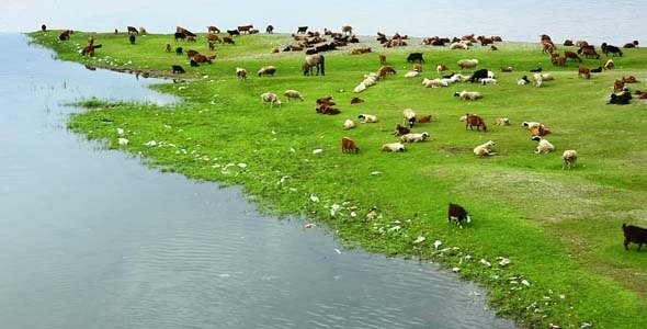 Animals Grazing On River Bank, Stock Footage | VideoHive