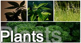 Plants