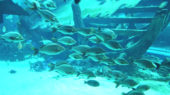 School of Gray Fish Swimming on the Background of a Big Wooden Sunken Ship.