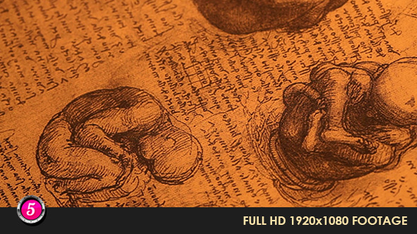 Anatomy Drawings 13 alt