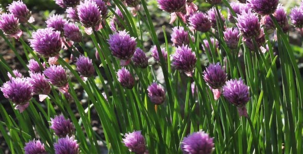 Garden Flowers 1 alt