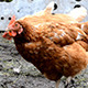 Chicken 03 - VideoHive Item for Sale