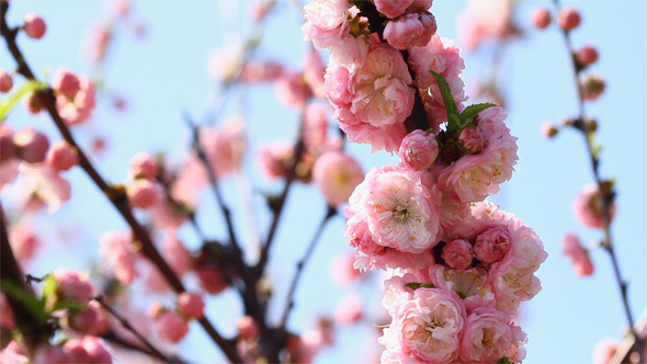 Blossom Sakura 