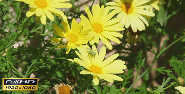 Yellow Flowers And Spider