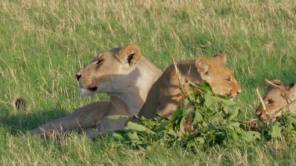 Lion Cub Gnawing On Green Leaves Of A Branch In Savuti Marsh In Botswana - closeup shot alt
