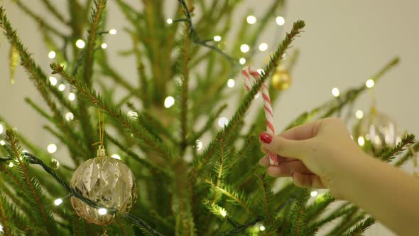 Putting A Candy Cane On A Christmas Tree
