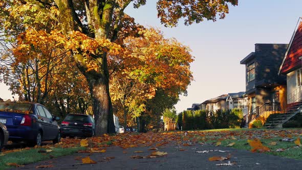 Suburbs In The Fall With Leaves Covering Ground, Stock Footage | VideoHive