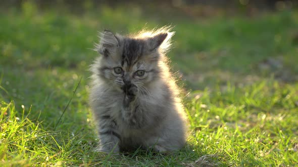 Cute Persian Kitten Licking Legs On Green Gass alt