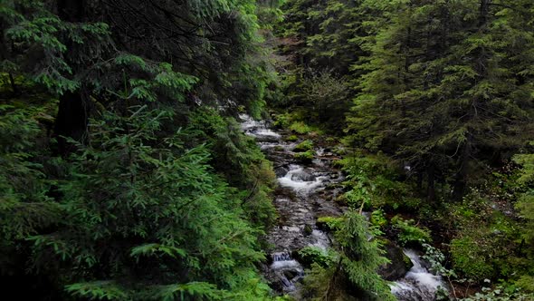 River Flowing Among Stones in Mountain Forest alt