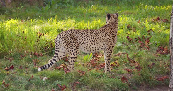 Alert Adult Cheetah Standing on a Grass Field Looking for Enemies and Prey