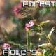 Forest Flowers Forest Flowers - VideoHive Item for Sale
