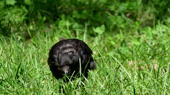 Macro detail shot of black raven crow looking food in grass field during summer alt