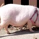 Large Pink Pig Swine - VideoHive Item for Sale