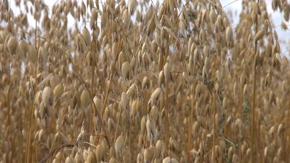 Oats - The World's Healthiest Foods alt