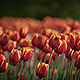 Red Tulips - VideoHive Item for Sale