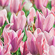 Pink Tulips - VideoHive Item for Sale