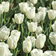 White Tulips - VideoHive Item for Sale