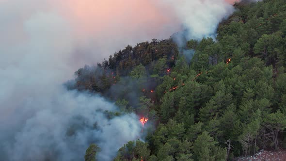 Fire in a Tropical Forest alt