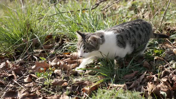 Young gray and white colour kitten hidden in the field 4K 2160p 30fps UHD footage - Felis catus dome