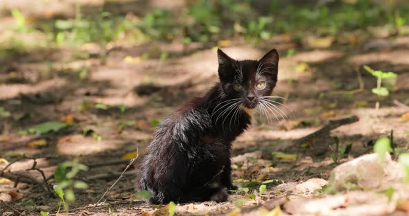 Stray Cat is an Unowned Domestic Cat That Lives Outdoors and Avoids Human Contact alt