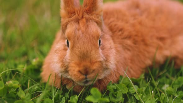 Rabbit Grazing on the Lawn