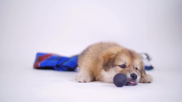 Adorable Puppy Dog With Blanket Playing With Toy Ball On White Background