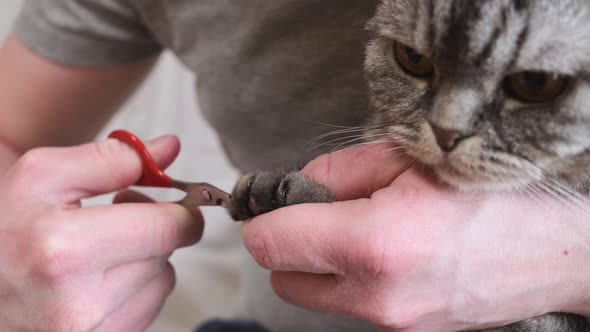 Cat claws are cut with special scissors.