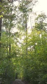 Vertical Video Autumn Forest By Day alt