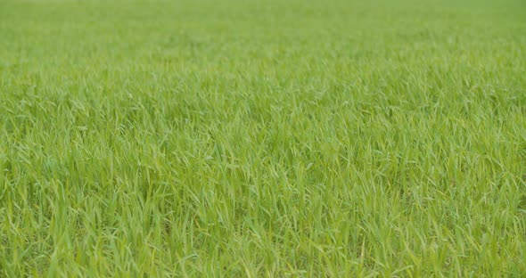 Agriculture Wheat Field Agriculture Development alt