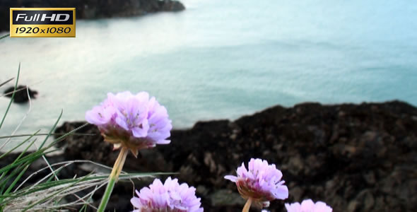 Flowers on the Sea Coast